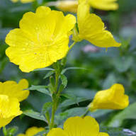 Yellow Perennial Flower seeds for Planting Premium Quality Heirloom & GMO Free Seeds for Home Garden