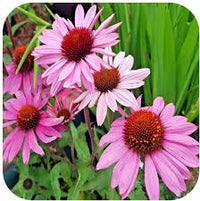 Echinacea Flower seeds for Planting Sun Loving Heirloom & GMO Free Seeds for Home Garden