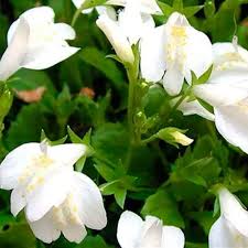 MarshFlower seeds for Planting Cottage Garden Essential Heirloom & GMO Free Seeds for Home Garden