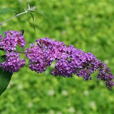 Bush Buddleia Flower seeds for Planting - Shade Tolerant, Heirloom & GMO Free Seeds for Home Garden