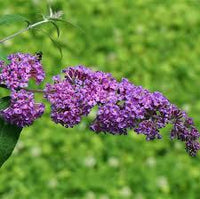 Bush Buddleia Flower seeds for Planting - Shade Tolerant, Heirloom & GMO Free Seeds for Home Garden
