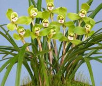 Pale Green Cymbidium Maxillaria Goeringii Seeds for Planting Pollinator Friendly Heirloom & GMO Free Seeds for Home Garden
 
 Sale