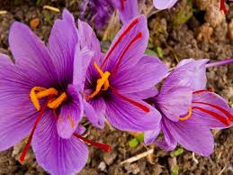Enzian Gemischt Flower seeds for Planting - Seasonal Bloomer, Heirloom & GMO Free Seeds for Home Garden
