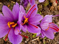 Enzian Gemischt Flower seeds for Planting - Seasonal Bloomer, Heirloom & GMO Free Seeds for Home Garden
