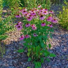 ConeFlower seeds for Planting Seasonal Bloomer Heirloom & GMO Free Seeds for Home Garden