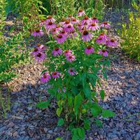 ConeFlower seeds for Planting Seasonal Bloomer Heirloom & GMO Free Seeds for Home Garden