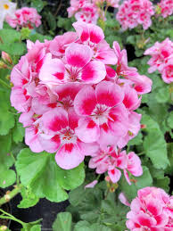 Geranium Pelargonium Rose Flower Seeds for Planting Colorful Display Heirloom & GMO Free Seeds for Home Garden
 
 Sale