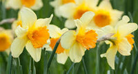 Light Yellow Daffodil Flower Seeds for Planting – Heirloom NonGMO Organic Garden Seeds with High Germination
 
 Sale