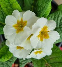 White Primrose Flower Seeds for Planting