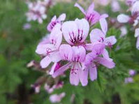 Graveolens Flower seeds for Planting - Drought Tolerant, Heirloom & GMO Free Seeds for Home Garden