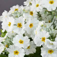 White Primula Malacoides Flower seeds for Planting Seasonal Bloomer Heirloom & GMO Free Seeds for Home Garden