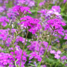 Purple Moss Verbena Seeds for Planting - Stunning Garden Ground Cover
