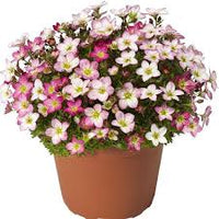 Light Pink Saxifraga Flower seeds for Planting - Long Bloom Season, Heirloom & GMO Free Seeds for Home Garden