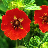 Red Potentilla Atrosanguinea Flower seeds for Planting - Compact Growth, Heirloom & GMO Free Seeds for Home Garden