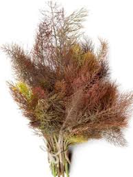 Fennel Seeds - Bronze (Foeniculum vulgare)