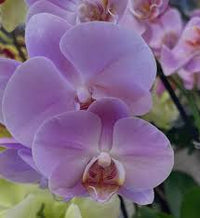 Violet Butterfly Orchid Flower seeds for Planting - Low Maintenance, Heirloom & GMO Free Seeds for Home Garden