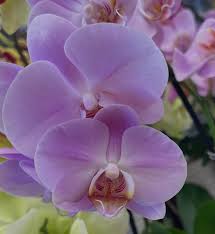 Violet Butterfly Orchid Flower seeds for Planting - Low Maintenance, Heirloom & GMO Free Seeds for Home Garden