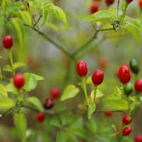 Chilitepin Flower seeds for Planting Garden Favorite Heirloom & GMO Free Seeds for Home Garden