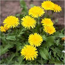 Dandelion Flower seeds for Planting - Vibrant Colors, Heirloom & GMO Free Seeds for Home Garden