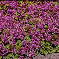 Purple Spurium Coccineum Flower seeds for Planting - Vibrant Colors, Heirloom & GMO Free Seeds for Home Garden