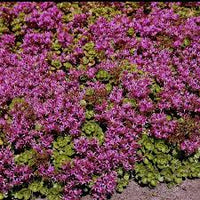 Purple Spurium Coccineum Flower seeds for Planting - Vibrant Colors, Heirloom & GMO Free Seeds for Home Garden