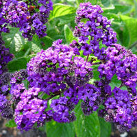 Fresh Heliotrope Flower seeds for Planting - Shade Tolerant, Heirloom & GMO Free Seeds for Home Garden