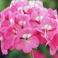 Light Pink Gardenia Flower Seeds for Planting Fragrant Blossoms Heirloom & GMO Free Seeds for Home Garden
 
 Sale