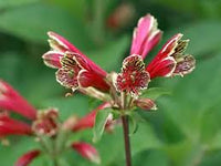 Red Alstroemeria Psittacina Flower seeds for Planting - Cottage Garden Essential, Heirloom & GMO Free Seeds for Home Garden