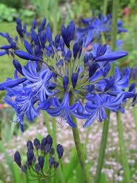 Agapanthus Planting Seeds for Large Blooms