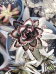 Chocolate Succulent Flower Seeds Perfect for Borders Heirloom & GMO Free Seeds for Home Garden
 
 Sale