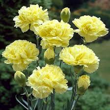Light Yellow Carnation Flower seeds for Planting - Wildflower Mix, Heirloom & GMO Free Seeds for Home Garden