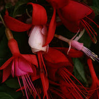 Red Double Petals Fuchsia Seeds for Planting Low Maintenance Heirloom & GMO Free Seeds for Home Garden
 
 Sale