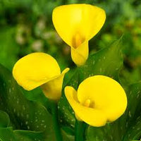 Yellow Calla Flower seeds for Planting - Garden Favorite, Heirloom & GMO Free Seeds for Home Garden
