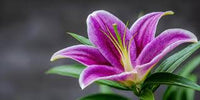Purple Lilium Brownii Flower seeds for Planting - Hardy Variety, Heirloom & GMO Free Seeds for Home Garden