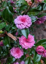 White Purple Camellia Flower seeds for Planting - Fragrant Blossoms, Heirloom & GMO Free Seeds for Home Garden
 
 Sale