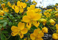 Yellow Senna Flower seeds for Planting - Sun Loving, Heirloom & GMO Free Seeds for Home Garden