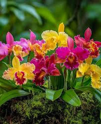 Mixed Cattleya Flower seeds for Planting - Cut Flower Favorite, Heirloom & GMO Free Seeds for Home Garden