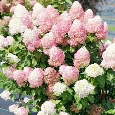 Vainilla Hortensia Flower Seeds for Planting: Cultivate Elegance in Your Garden