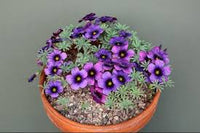 Blue Oxalis Laciniata Flower Seeds for Planting Easy to Grow Heirloom & GMO Free Seeds for Home Garden
 
 Sale