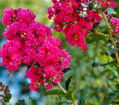 Pink Crepe Myrtle Flower seeds for Planting - Easy to Grow, Heirloom & GMO Free Seeds for Home Garden