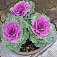 Violet Brassica Oleracea Flower Seeds – Bright Blooms Heirloom & NonGMO Seeds for Home Garden
 
 Sale
