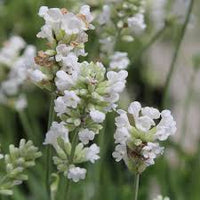 Lavender, Lacy Frills Flower seeds for Planting - Easy to Grow, Heirloom & GMO Free Seeds for Home Garden