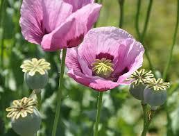 Somniferum Flower Seeds for Planting  Seeds for Lush and Elegant Blooms in Your Garden.