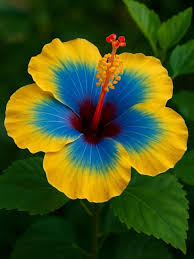 Yellow Blue Hibiscus Flower Seeds Drought Tolerant Heirloom & GMO Free Seeds for Home Garden
 
 Sale