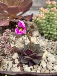 Pink Anacampseros Flower seeds for Planting - Pollinator Friendly, Heirloom & GMO Free Seeds for Home Garden