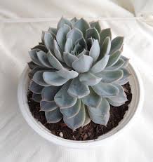 Grey Succulent Flower seeds for Planting Drought Tolerant Heirloom & GMO Free Seeds for Home Garden