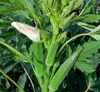 Orka Vegetable Seeds for Planting