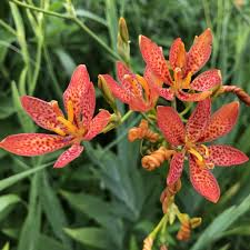 Red Leopard Flower Seeds for Planting - Brighten Your Garden