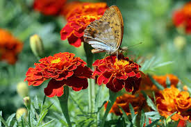 Meroon Tagetes Patula Flower Seeds for Planting - Vibrant Annual Marigolds for Your Garden