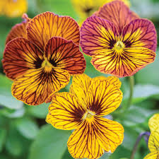 Planting Guide for Mixed Viola Tiger Flower Seeds
